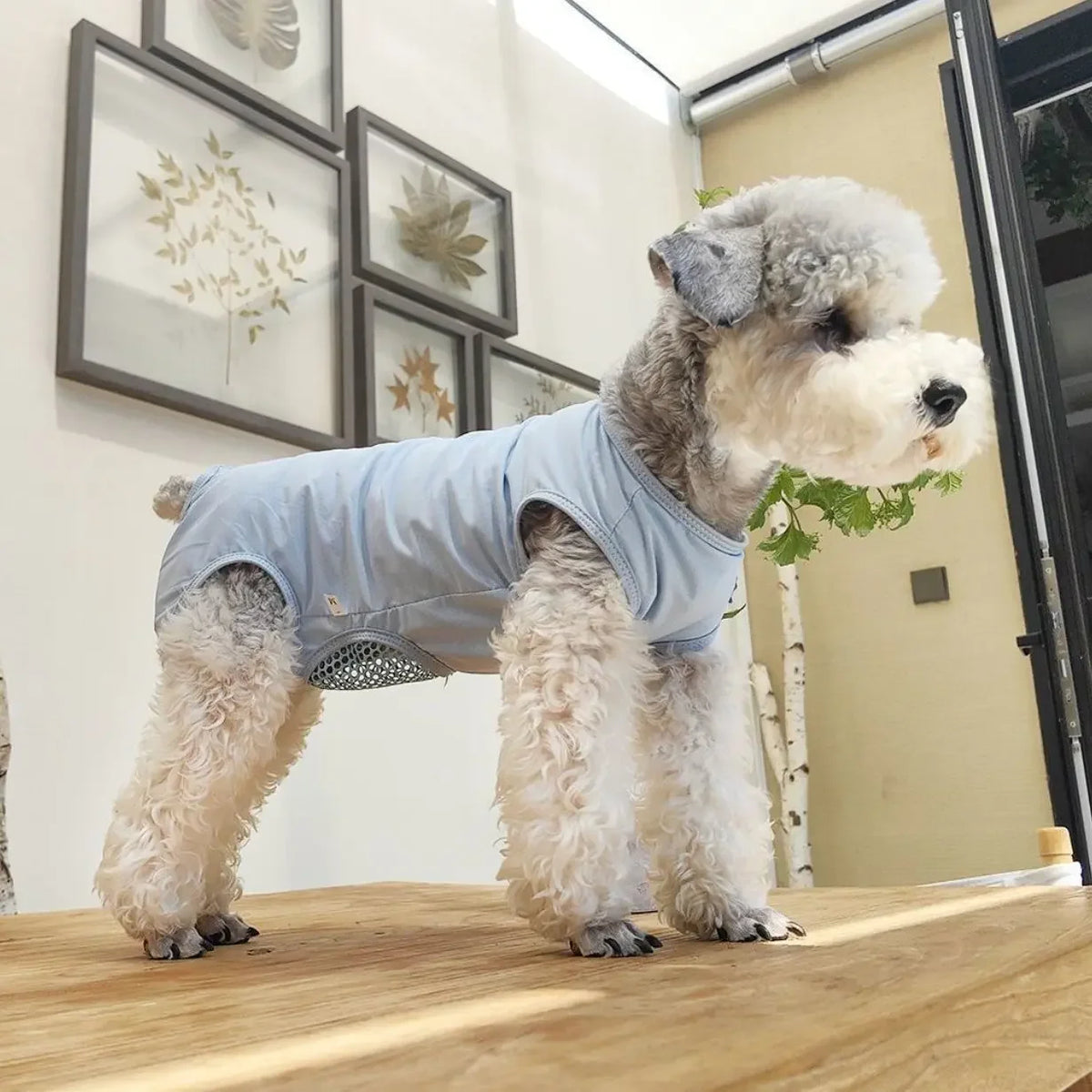 Dog And Cat Post Surgery Recovery Suit For Anti Licking Protection