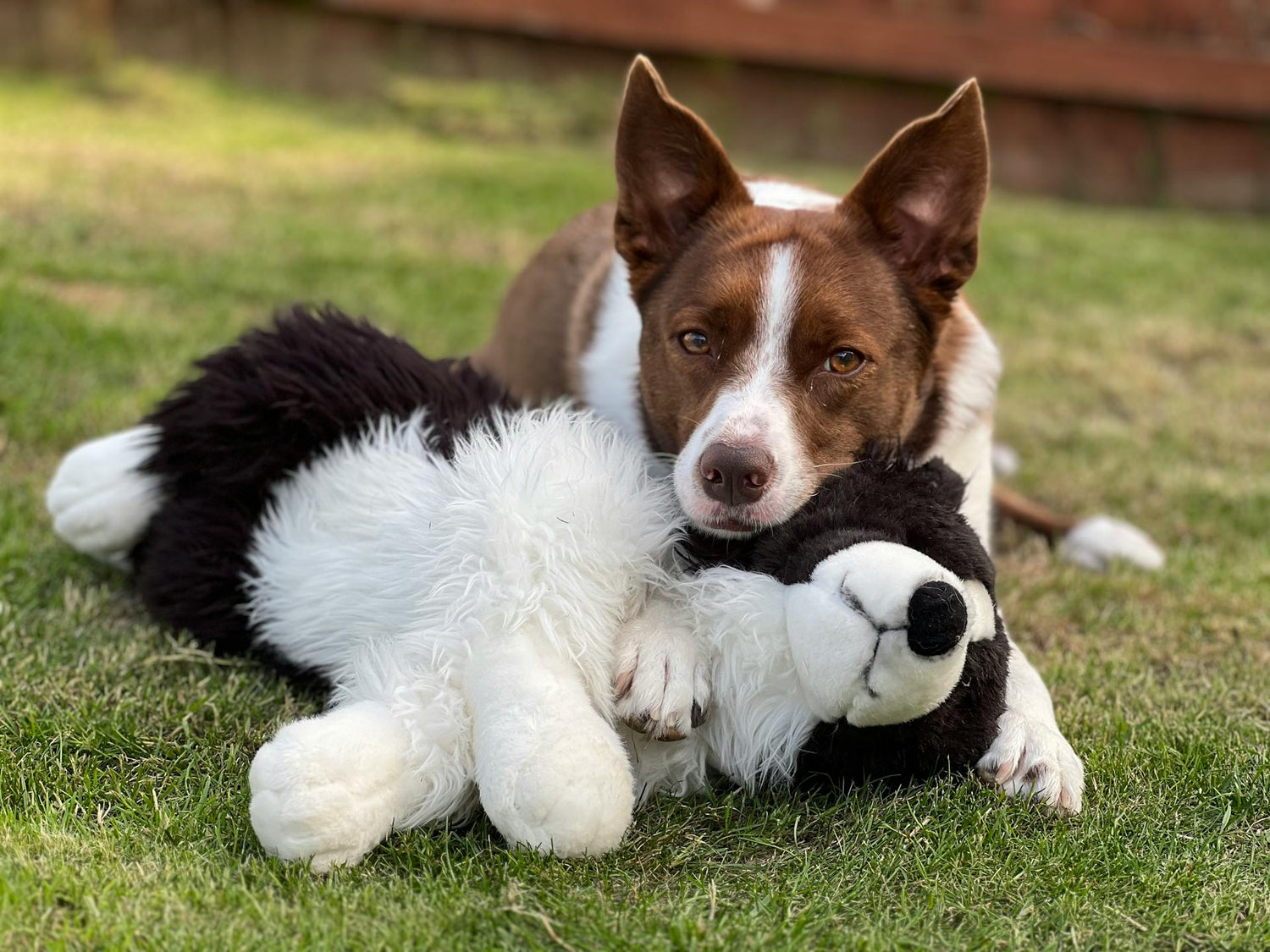 Dog Supplies