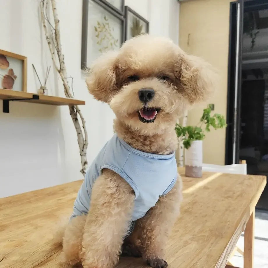Dog And Cat Post Surgery Recovery Suit For Anti Licking Protection