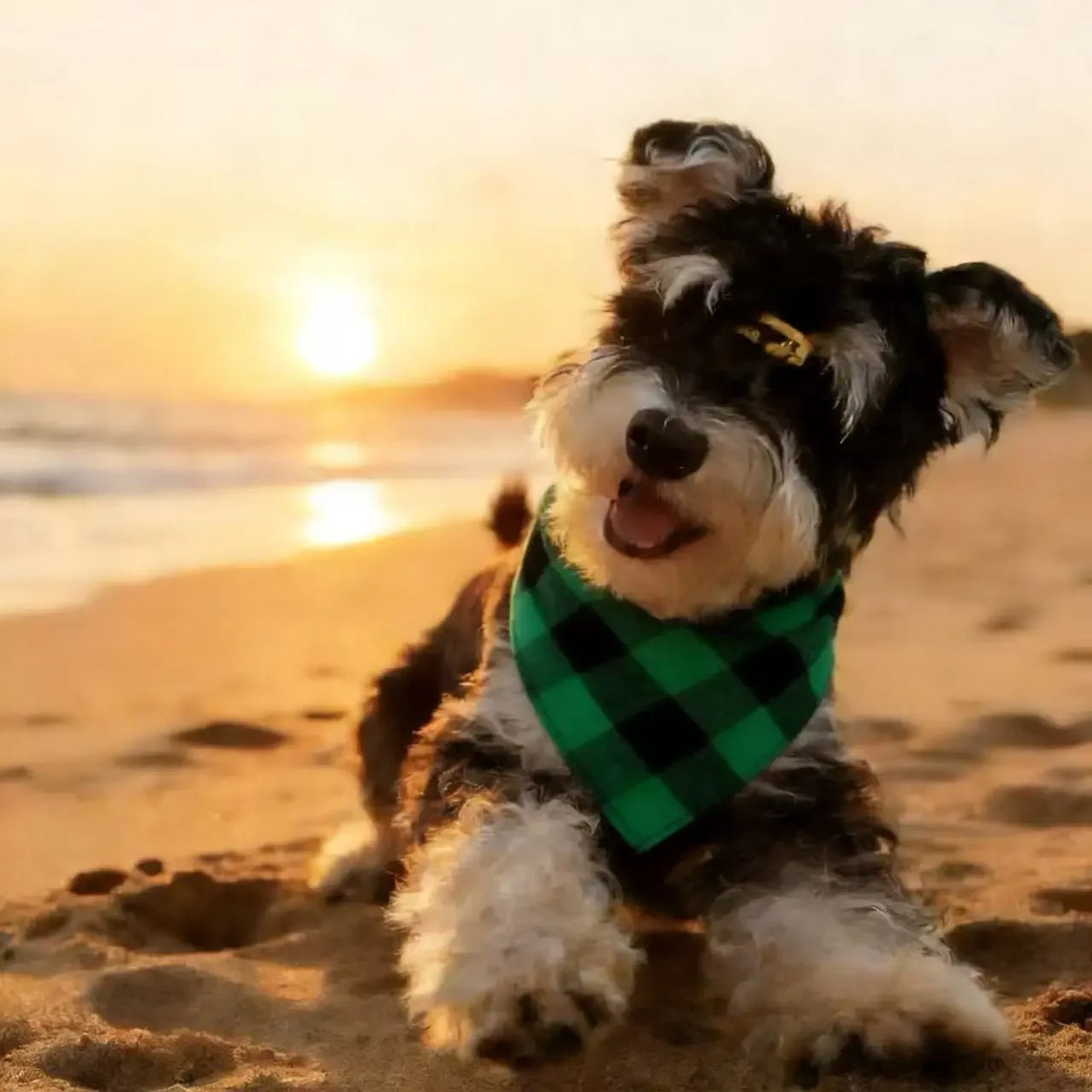 Washable Plaid Pet Scarves for Dogs and Cats for Special Events